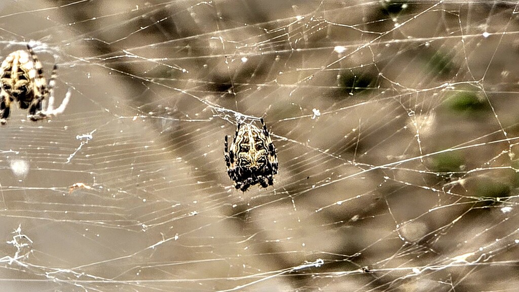 232/366 - Spiders on cobweb  by isaacsnek