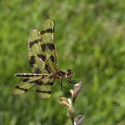 11th Aug 2024 - Halloween Pennant