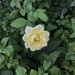 The Yellow Rose of Richmond by allie912