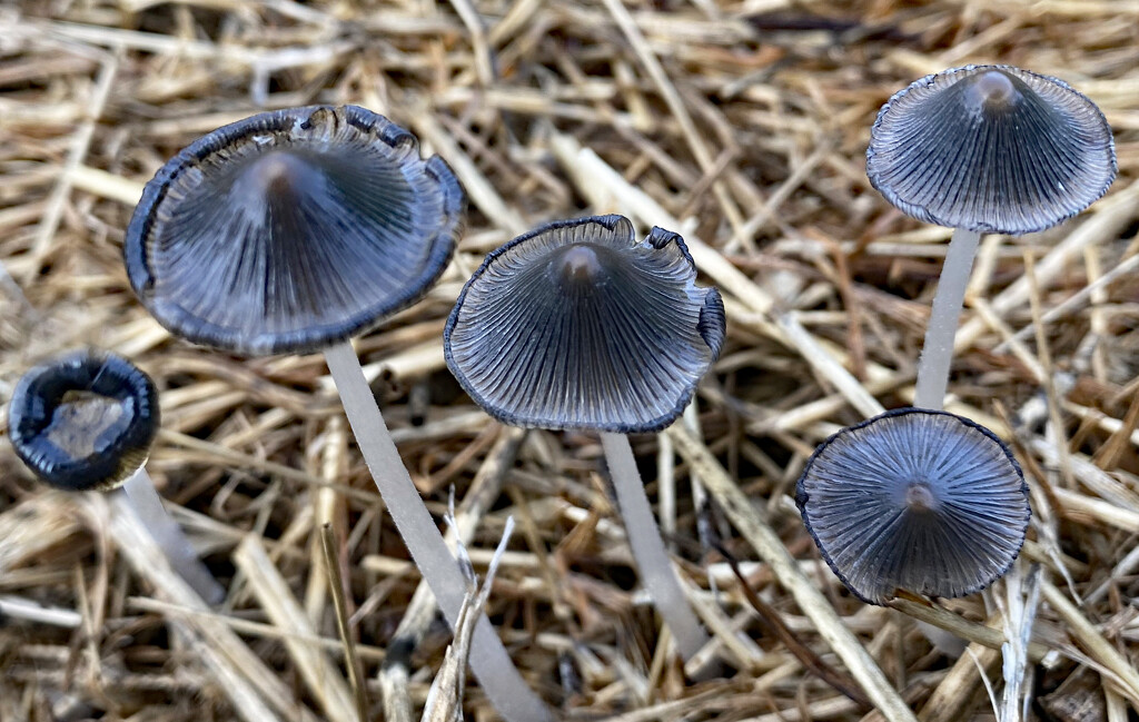 Coprinopsis Atramentaria by paintdipper