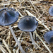 Coprinopsis Atramentaria by paintdipper