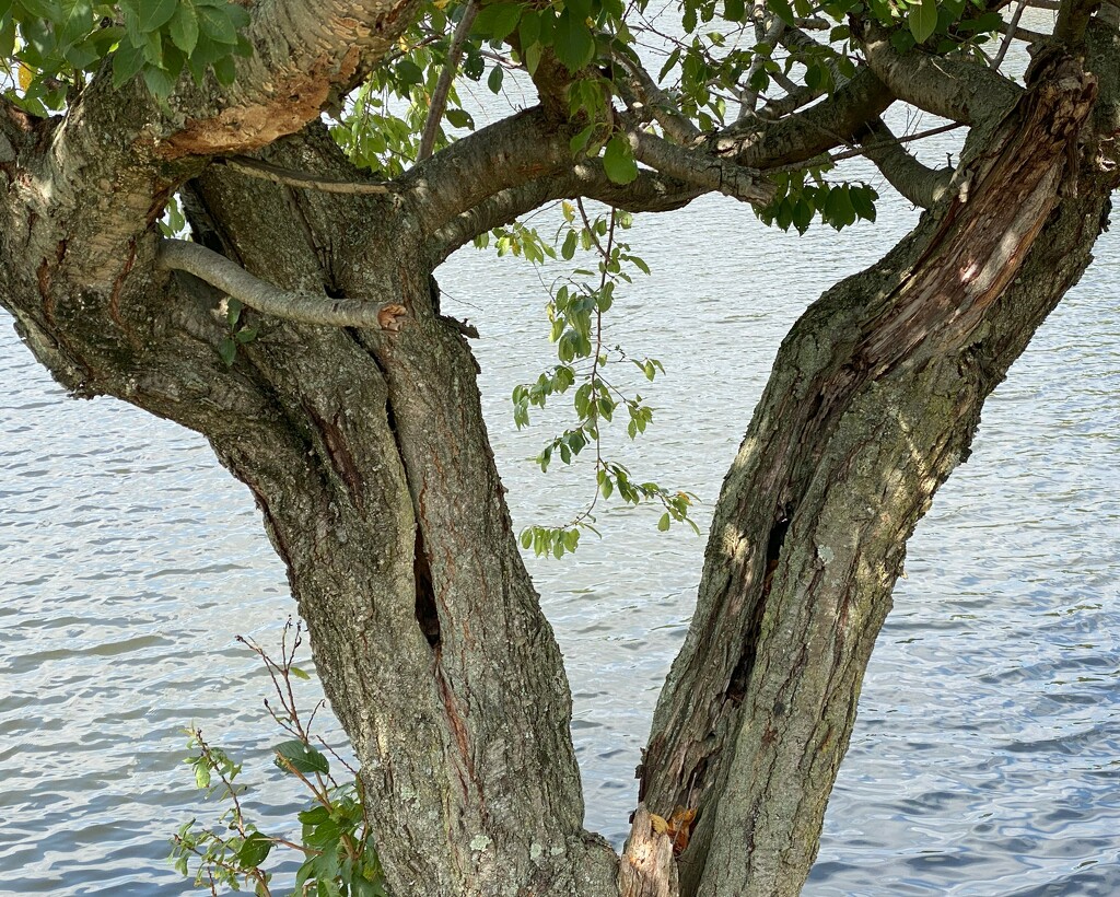 An old tree by tunia