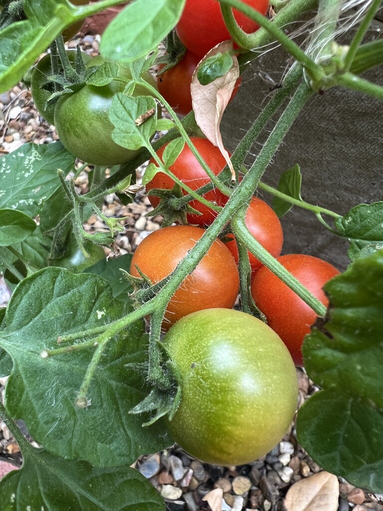 Tomatoes by mattjcuk