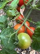 19th Aug 2024 - Tomatoes