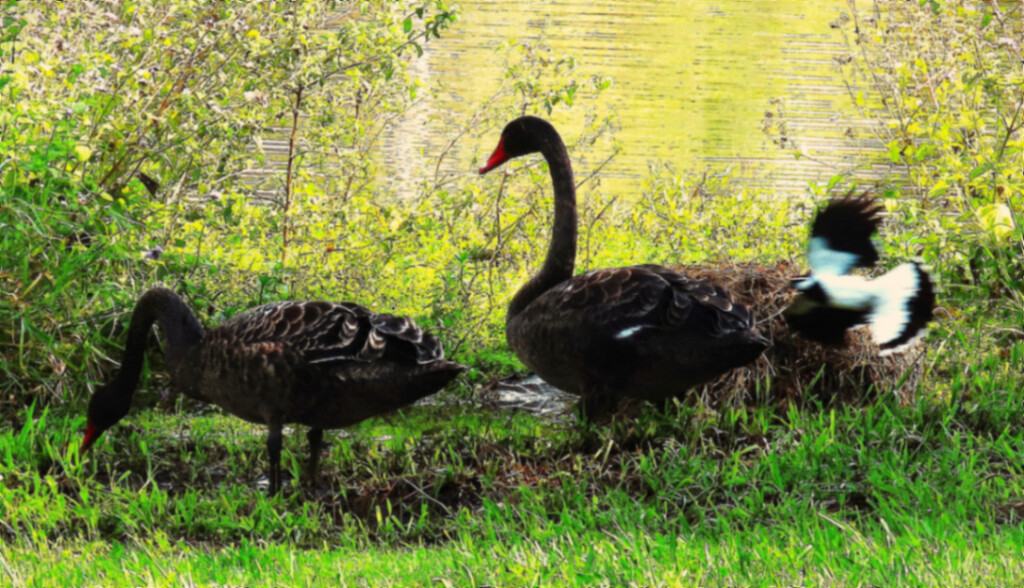 A Swan, A Cygnet & A "Pee-wee" Bird ~  by happysnaps