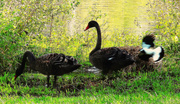 20th Aug 2024 - A Swan, A Cygnet & A "Pee-wee" Bird ~ 