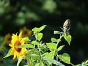 19th Aug 2024 - Catching the Sun