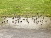 19th Aug 2024 - Bird bath