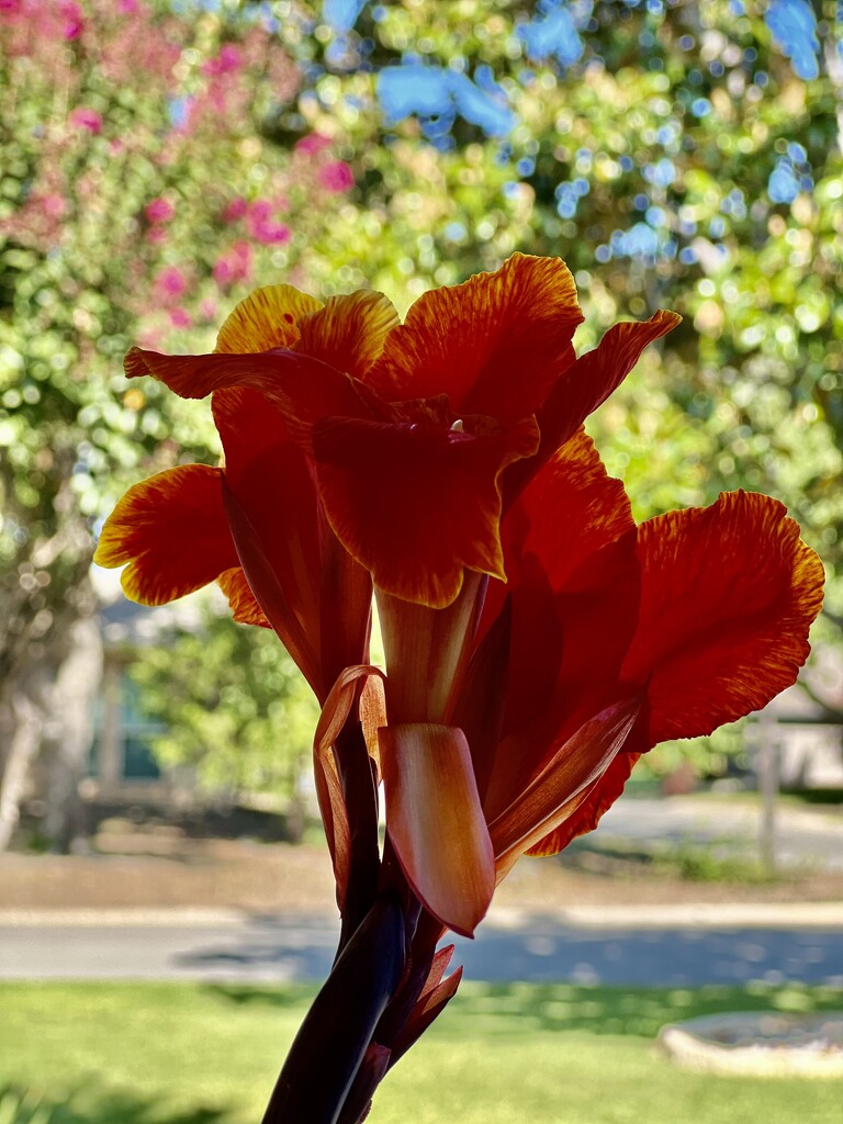 Canna lilies thrive in the heat by louannwarren