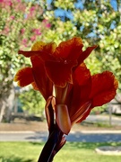 19th Aug 2024 - Canna lilies thrive in the heat