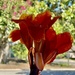 Canna lilies thrive in the heat by louannwarren