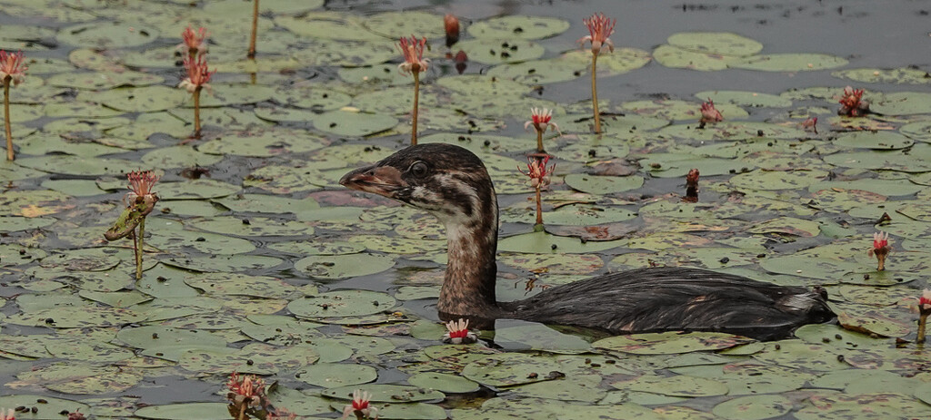 Pied-billed Grebe  by radiogirl