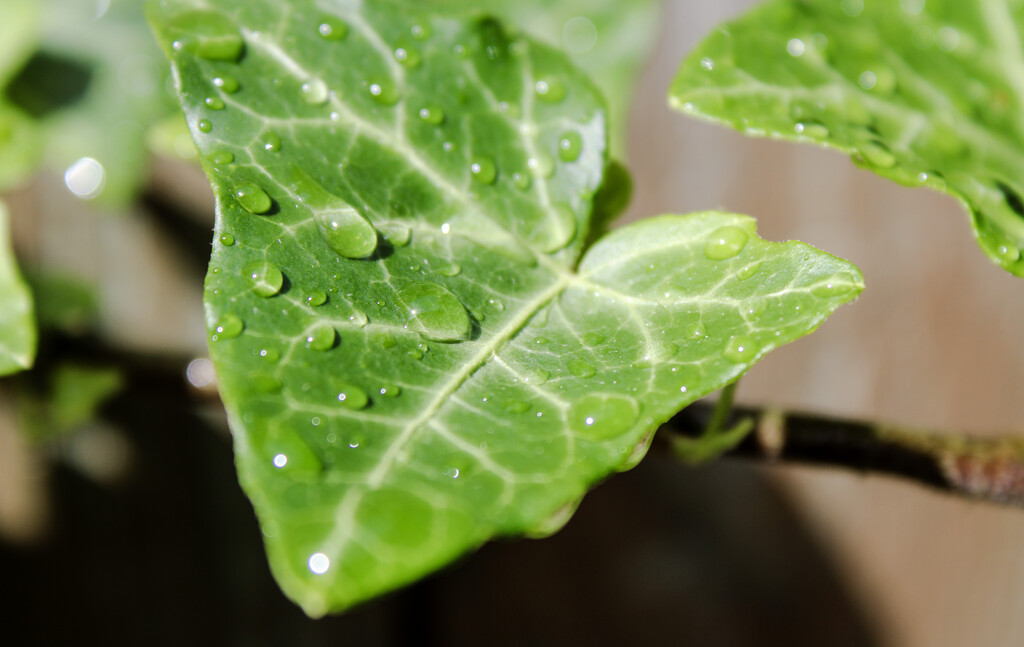 Rainy Leaves by maggierileyphoto