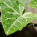 Rainy Leaves