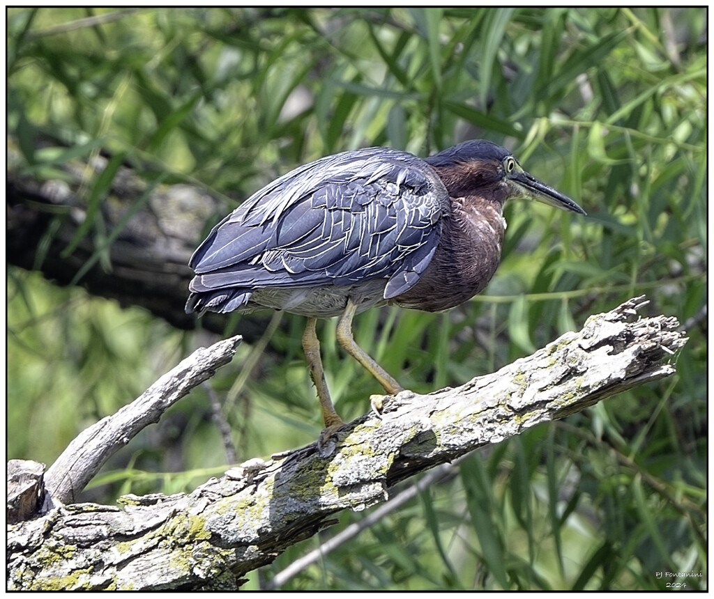 Green Heron by bluemoon