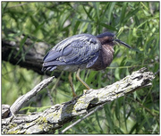 19th Aug 2024 - Green Heron