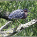 Green Heron by bluemoon