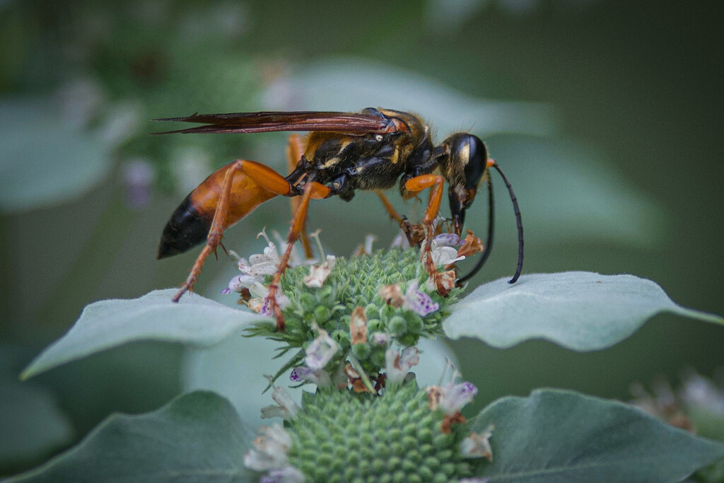 Great Golden Digger Wasp by berelaxed