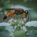 Great Golden Digger Wasp by berelaxed