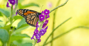 19th Aug 2024 - Monarch Butterfly!