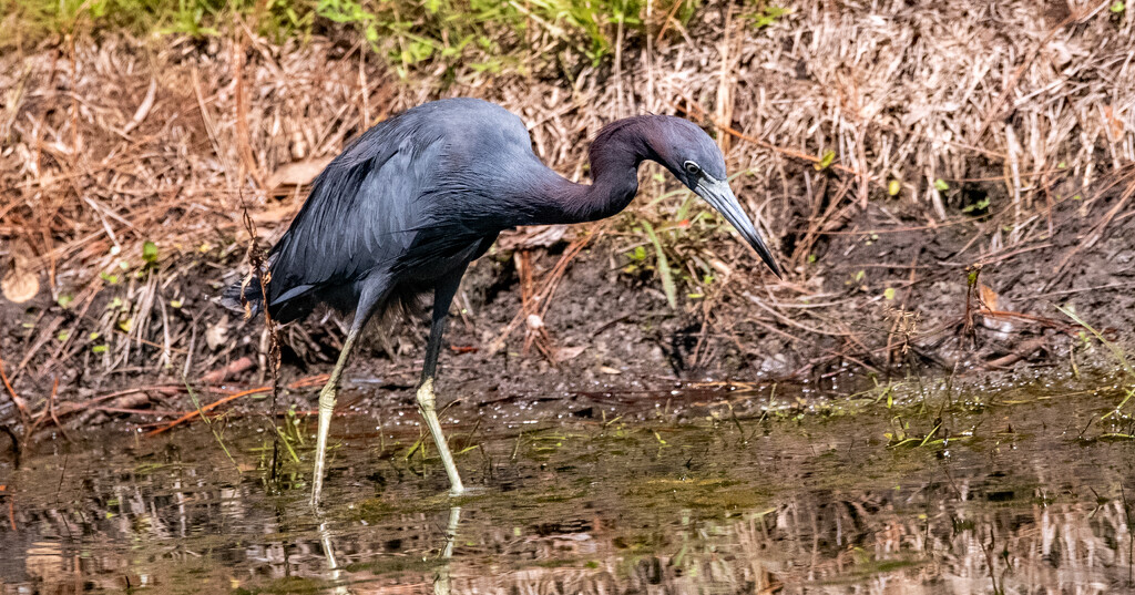 Little Blue Heron Searching for a Snack! by rickster549