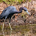 Little Blue Heron Searching for a Snack! by rickster549