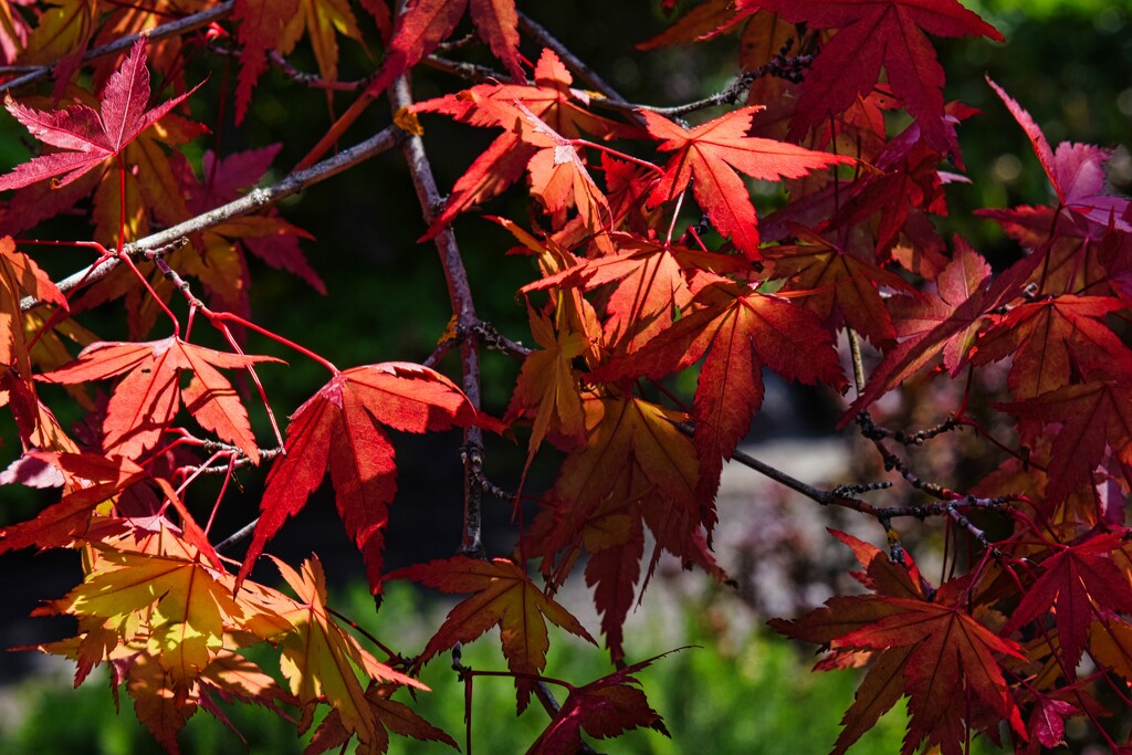 8 9  Japanese Maple by sandlily