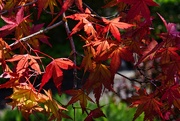 9th Aug 2024 - 8 9  Japanese Maple