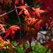 8 9  Japanese Maple by sandlily