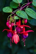 9th Aug 2024 - 8 9 Fuchsia