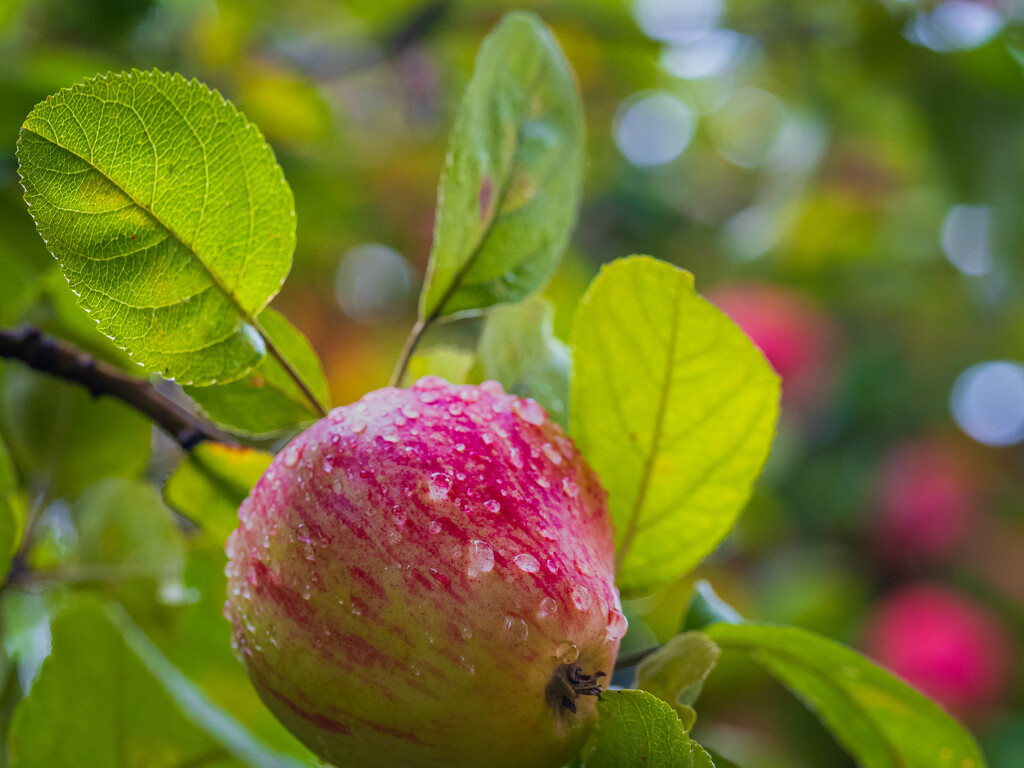 Is it autumn already? by haskar