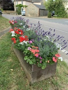 20th Aug 2024 - Moulton Flowers 