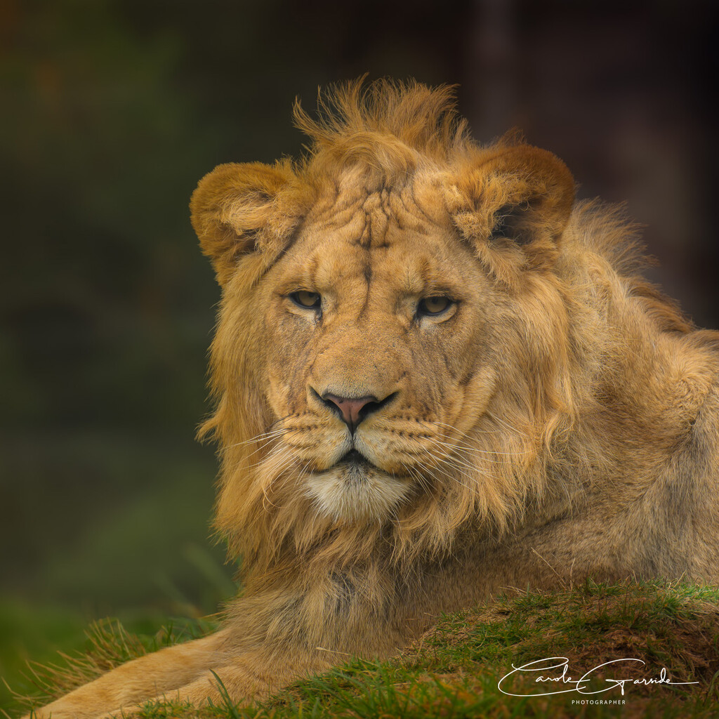 Young Male Lion by yorkshirekiwi