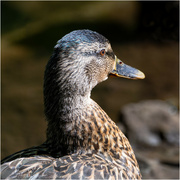 20th Aug 2024 - Portrait from the canal bank