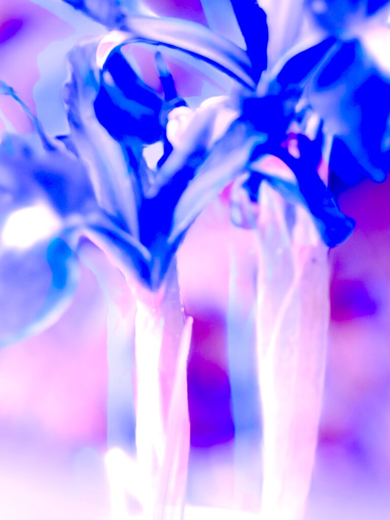 Abstract Flowers  by rensala