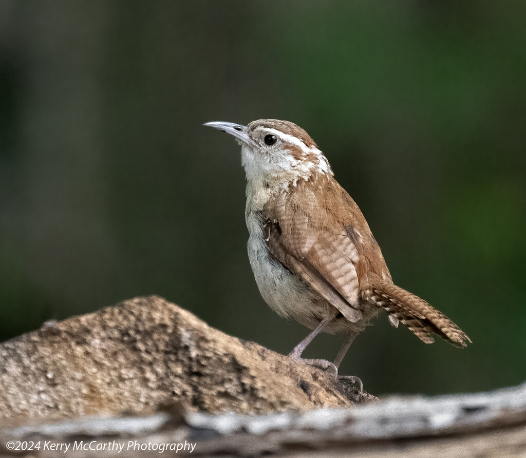 Posing wren by mccarth1