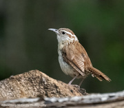 19th Aug 2024 - Posing wren