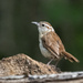 Posing wren by mccarth1