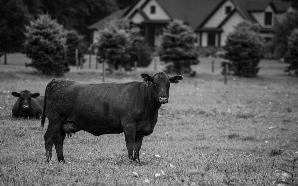 Moo by darchibald