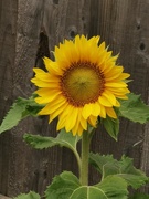 18th Aug 2024 - Sunflower 