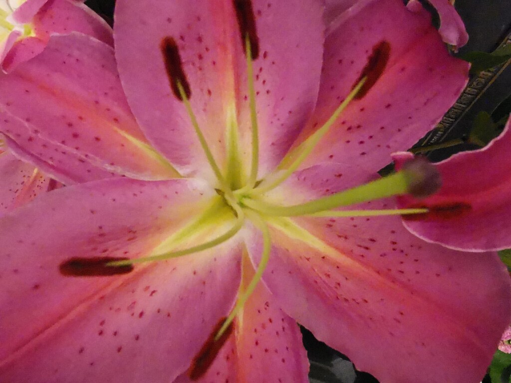 Pink Lily by plainjaneandnononsense