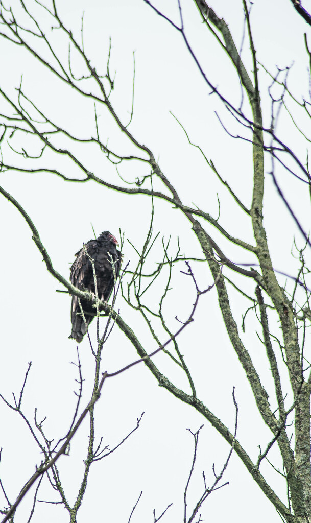 Turkey vulture by darchibald