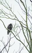 19th Aug 2024 - Turkey vulture