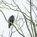 Turkey vulture by darchibald