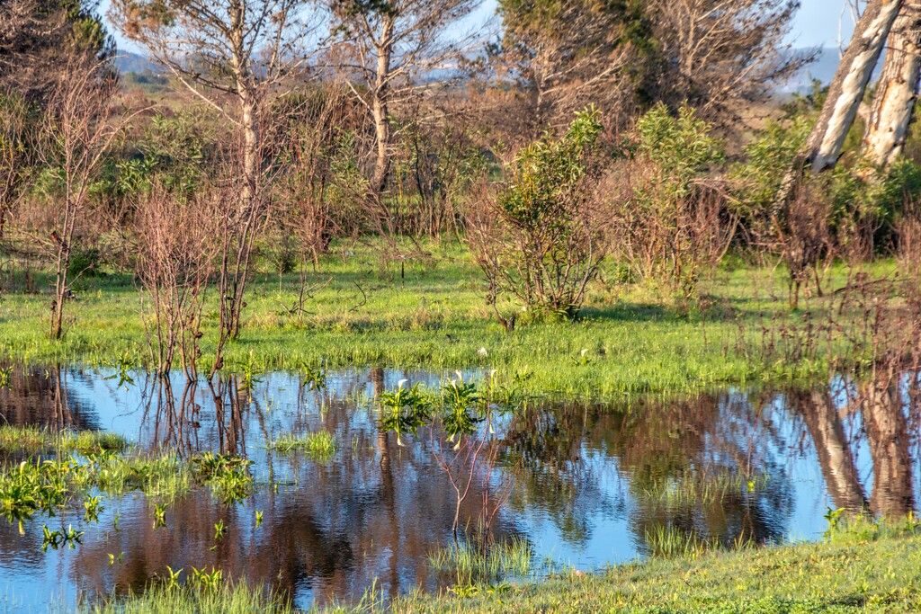 Another wet field by ludwigsdiana