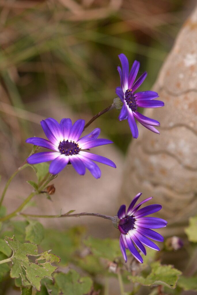 Senetti ~~~~ by ziggy77