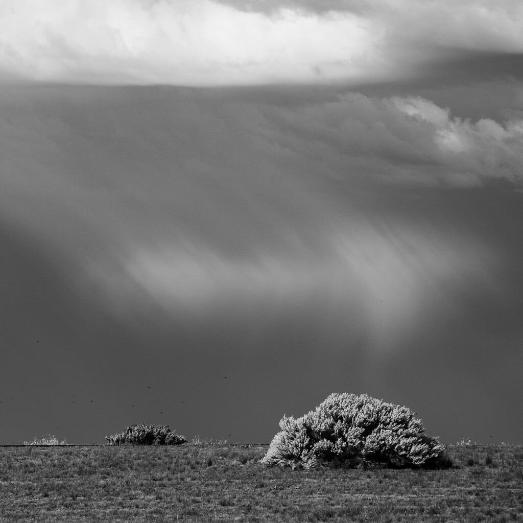 Wattle and clouds by nannasgotitgoingon