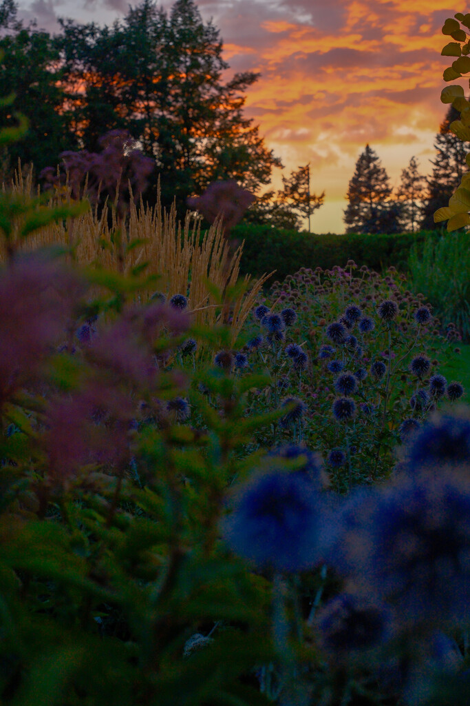 Globe thistle sunset  by josharp186