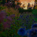 Globe thistle sunset  by josharp186