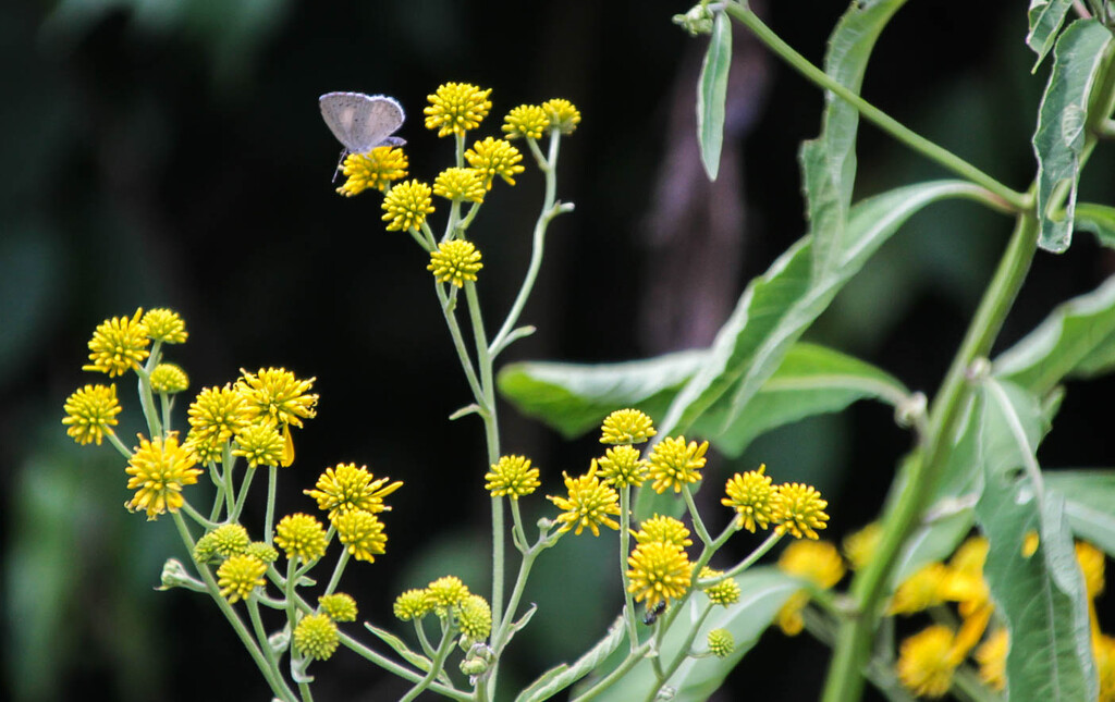 Little butterfly by mittens